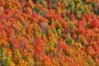 USA, Utah. Wasatch Mountains maple in fall color along Highway 39 Art Print